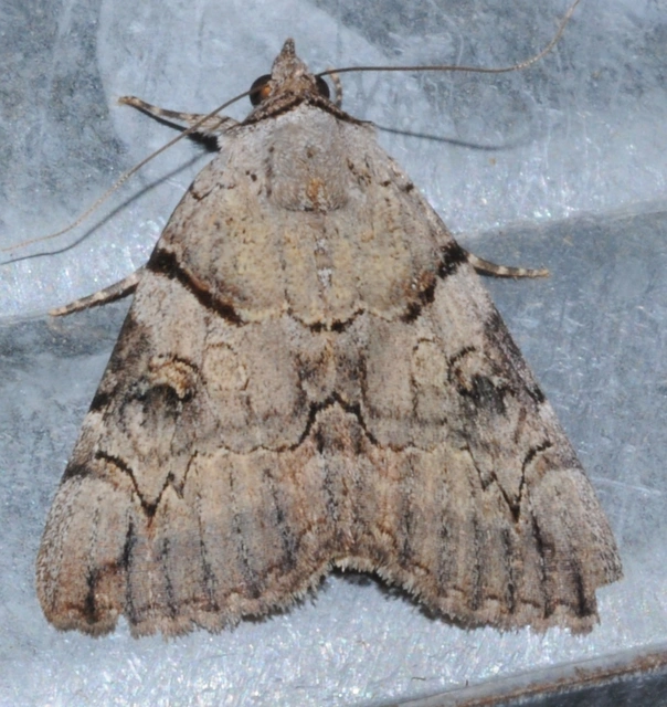 Catocala hymenaea - kökény-övesbagoly