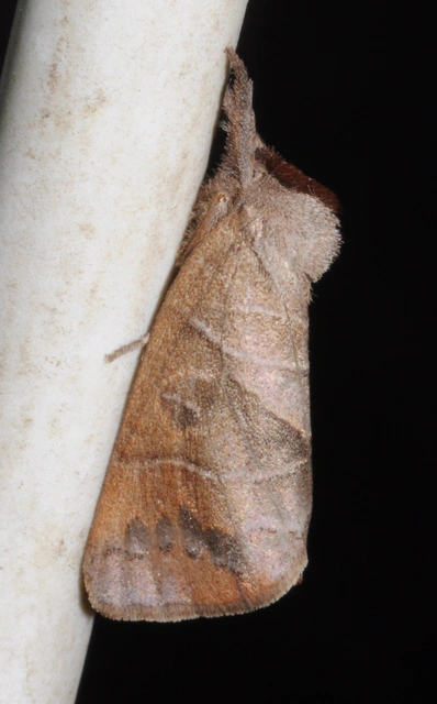 Clostera anastomosis - barna levélszövő