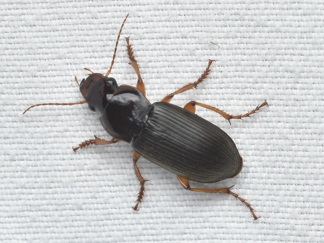 Harpalus rufipes - nagy selymesfutó
