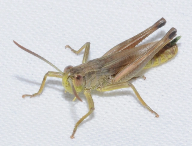 Pseudochorthippus parallelus - közönséges rétisáska