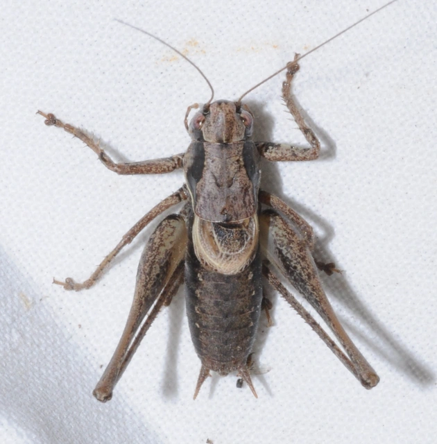 Pholidoptera griseoaptera - szürke avarszöcske