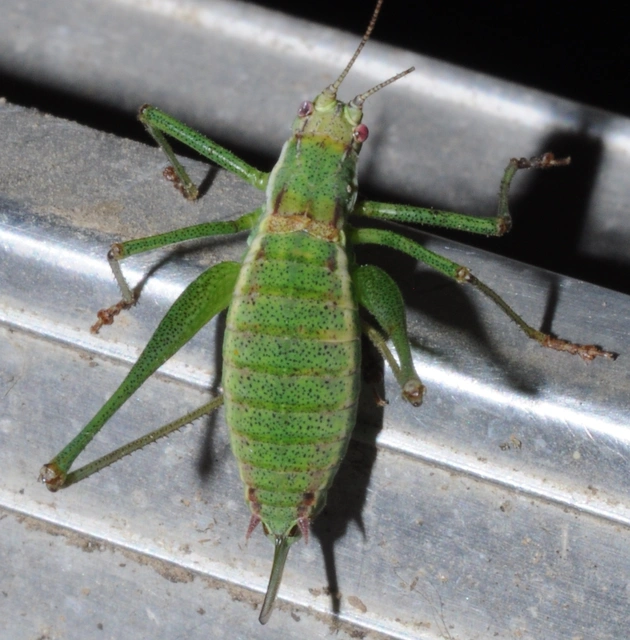 Leptophyes albovittata - közönséges virágszöcske