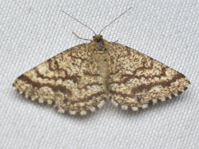 Ematurga atomaria - barna rétiaraszoló