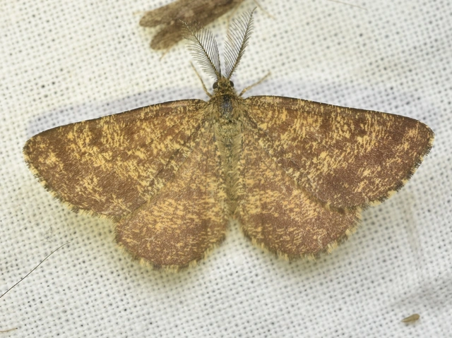 Ematurga atomaria - barna rétiaraszoló