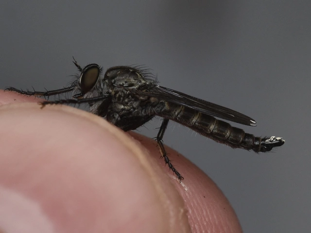 Asilidae - rablólégyfélék
