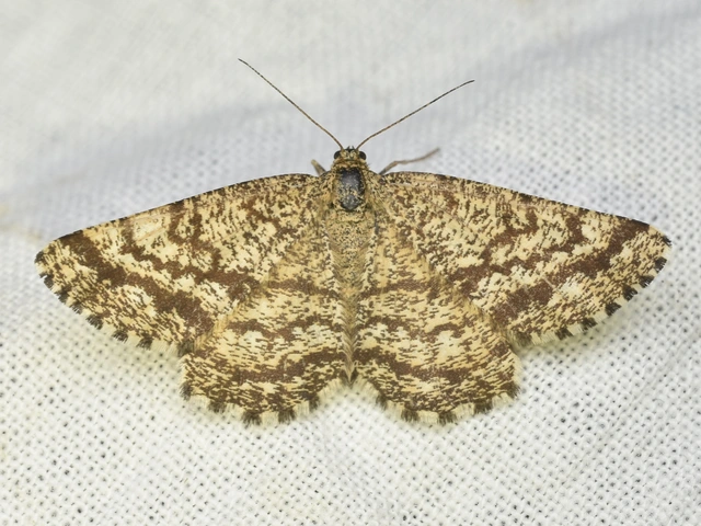 Ematurga atomaria - barna rétiaraszoló