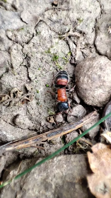 Paramyrmosa brunnipes - barnalábú hangyadarázs