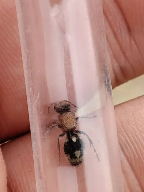 Ronisia brutia - pompás hangyadarázs