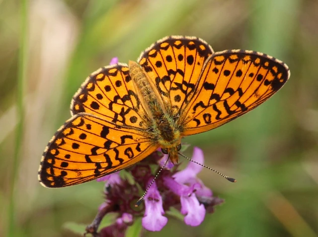 Boloria selene - fakó gyöngyházlepke