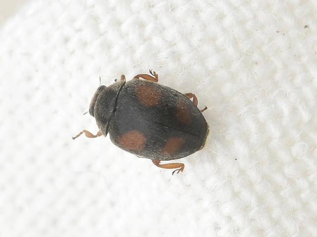 Scymnus frontalis - közönséges bödice