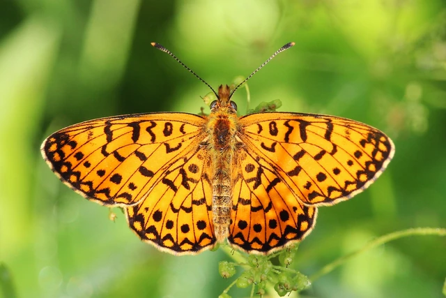 Boloria selene - fakó gyöngyházlepke