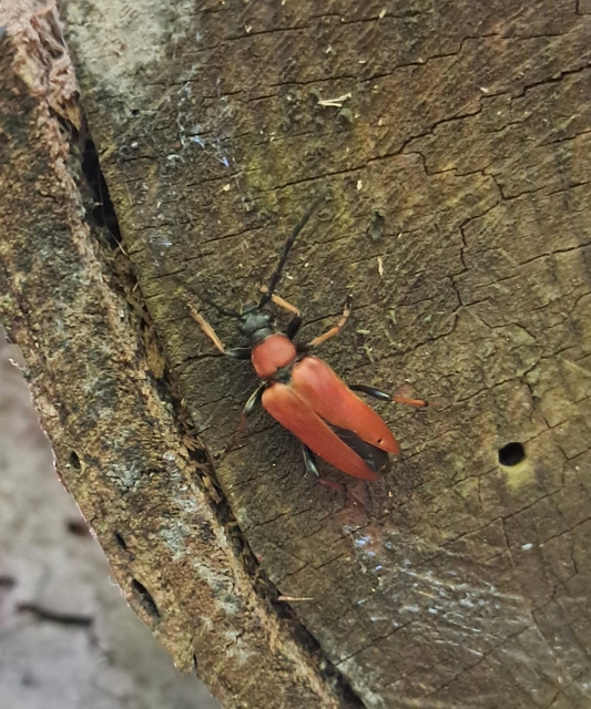 Stictoleptura rubra - vörös virágcincér