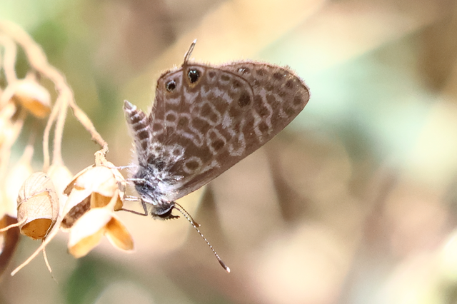 Leptotes pirithous - déli boglárka