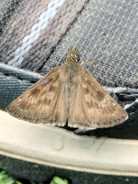 Erynnis tages - cigánylepke