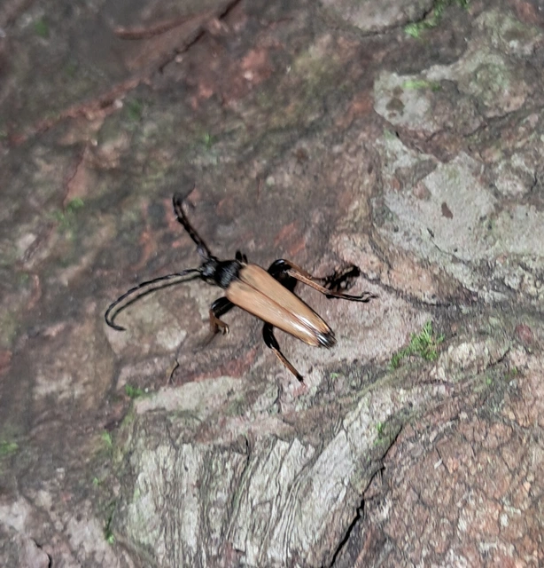 Stictoleptura rubra - vörös virágcincér