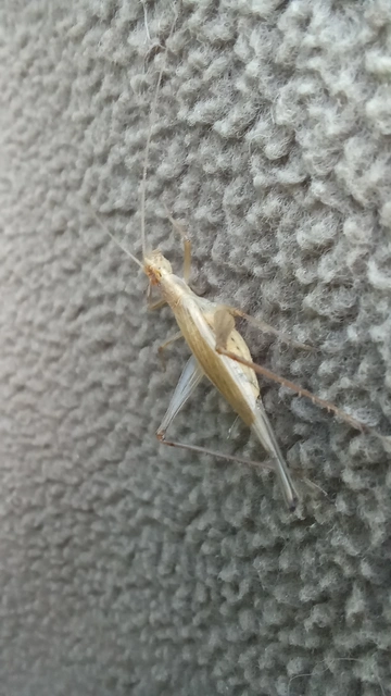 Oecanthus pellucens - pirregőtücsök
