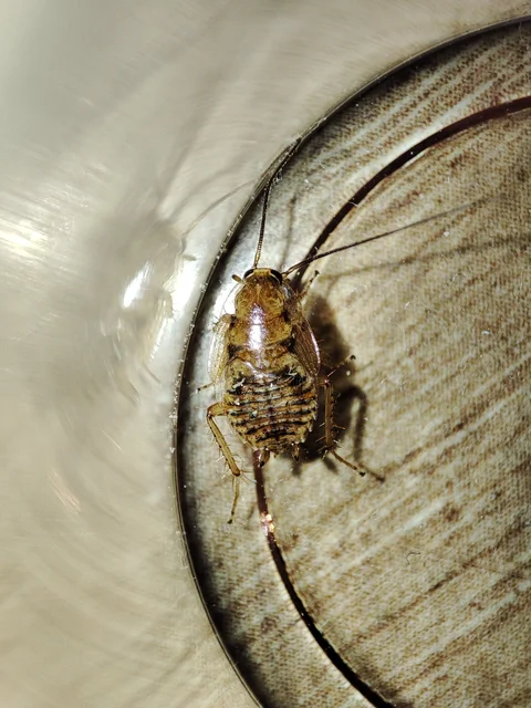 Blattodea - Csótányok