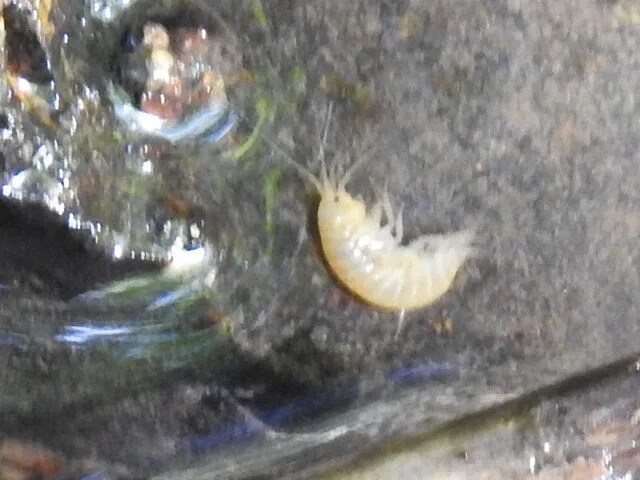 Crustacea - Rákok