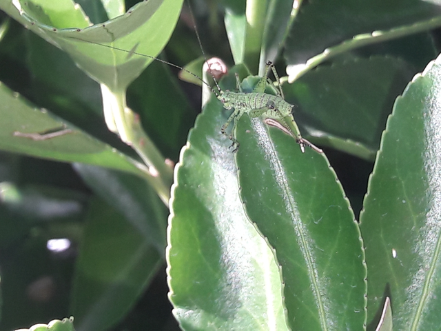 Phaneroptera