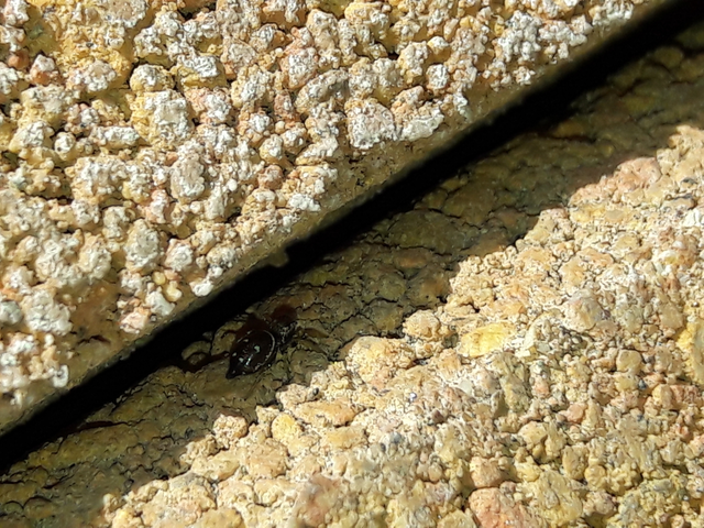 Heliophanus