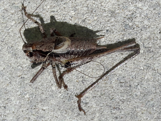 Pholidoptera griseoaptera - szürke avarszöcske