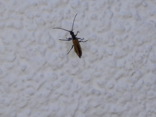 Oedemera femorata - sárgahátú álcincér