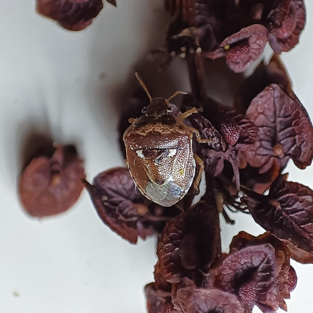 Stagonomus bipunctatus - kétpettyes címerespoloska Stagonomus bipunctatus - kétpettyes címerespoloska