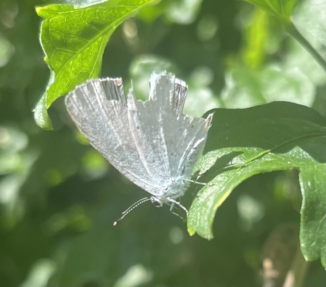 Celastrina argiolus - bengeboglárka