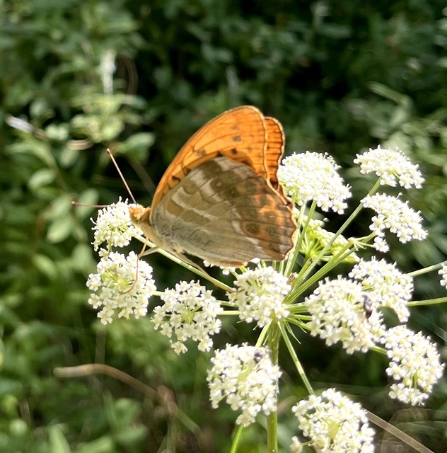 Argynnis paphia - nagy gyöngyházlepke