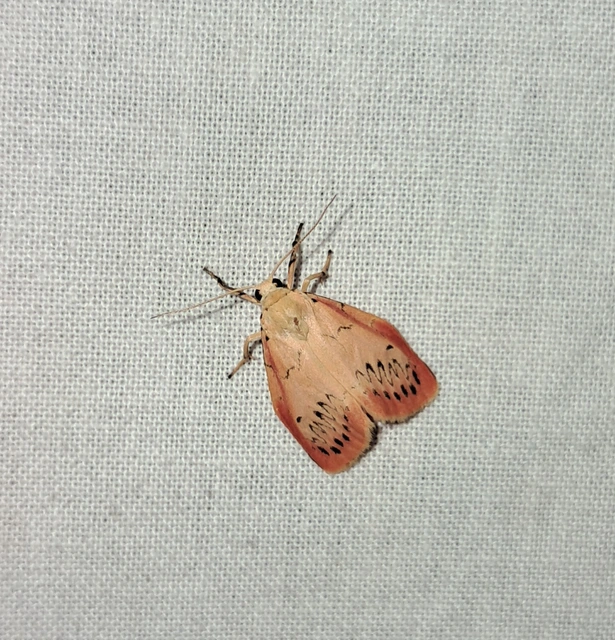 Miltochrista miniata - piros medvelepke