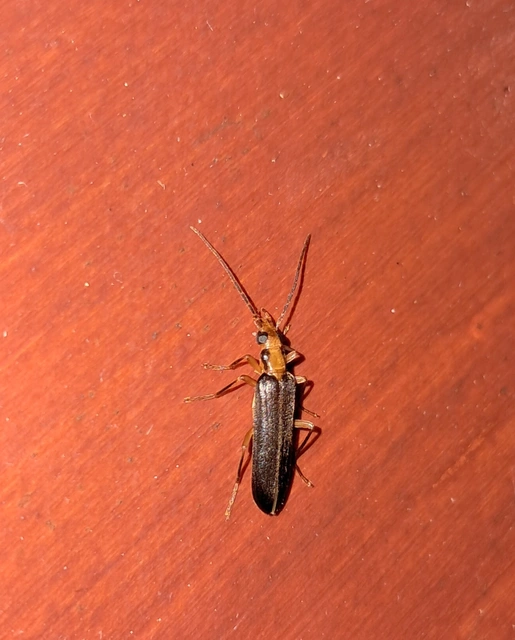 Nacerdes carniolica - karnóliai álcincér