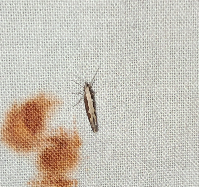 Plutella xylostella - káposztamoly