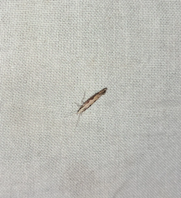 Plutella xylostella - káposztamoly