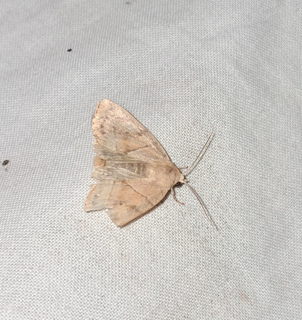 Cosmia trapezina - közönséges lombbagoly