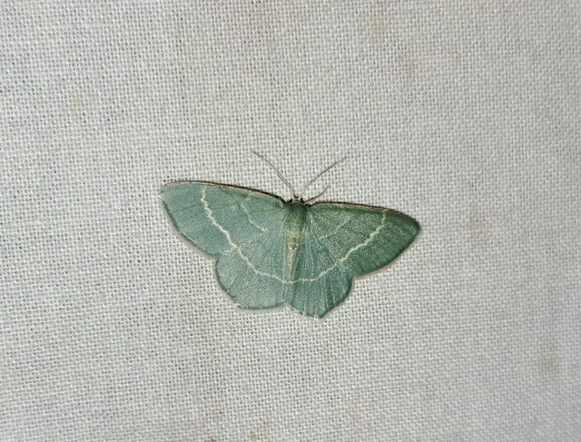 Chlorissa cloraria - sárgászöld araszoló
