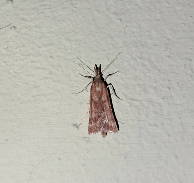 Synaphe punctalis - hosszúlábú fényilonca