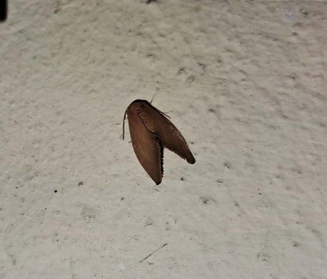 Heterogenea asella - csigalepke