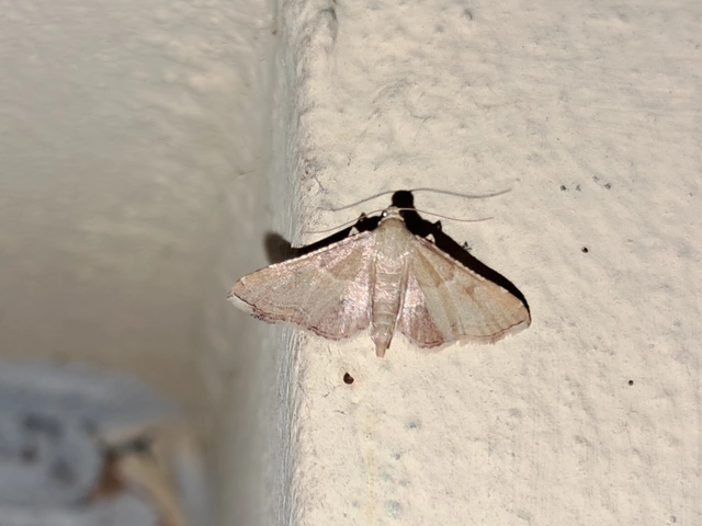 Endotricha flammealis - tüzesszárnyú fényilonca
