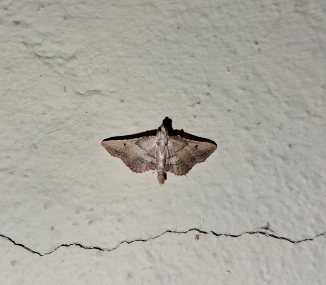 Endotricha flammealis - tüzesszárnyú fényilonca