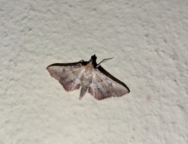 Endotricha flammealis - tüzesszárnyú fényilonca