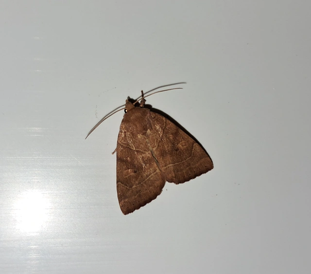 Cosmia trapezina - közönséges lombbagoly