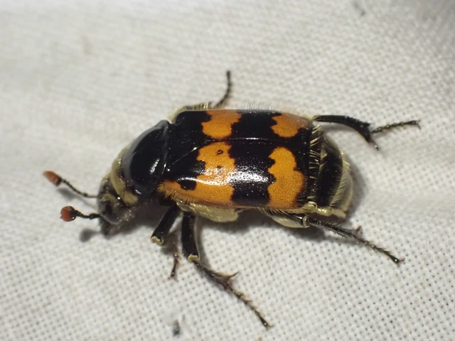Nicrophorus vespillo - közönséges temetőbogár