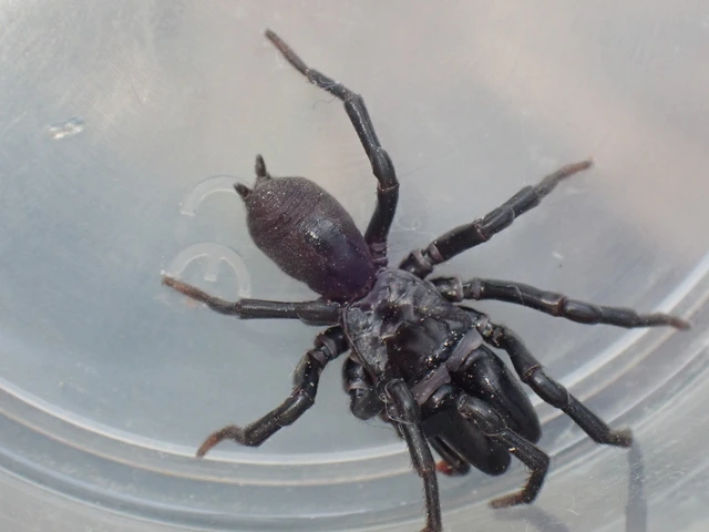Atypus piceus - szurkos torzpók
