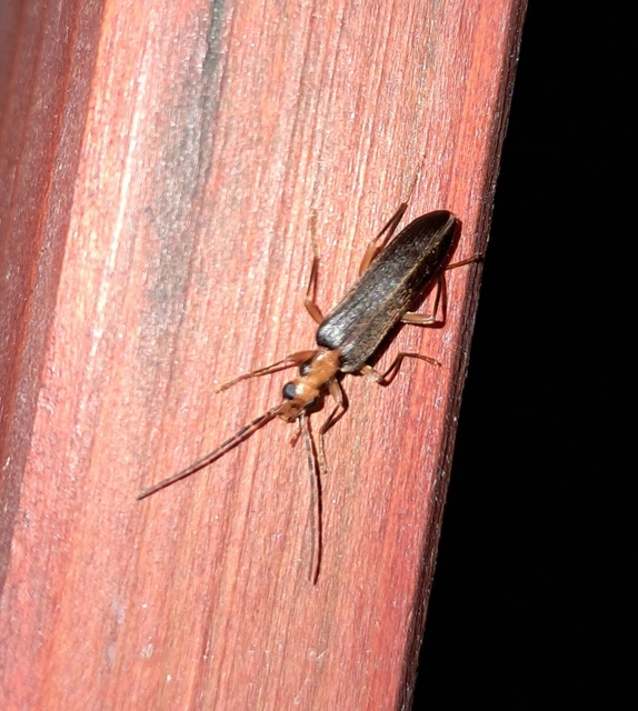 Nacerdes carniolica - karnóliai álcincér