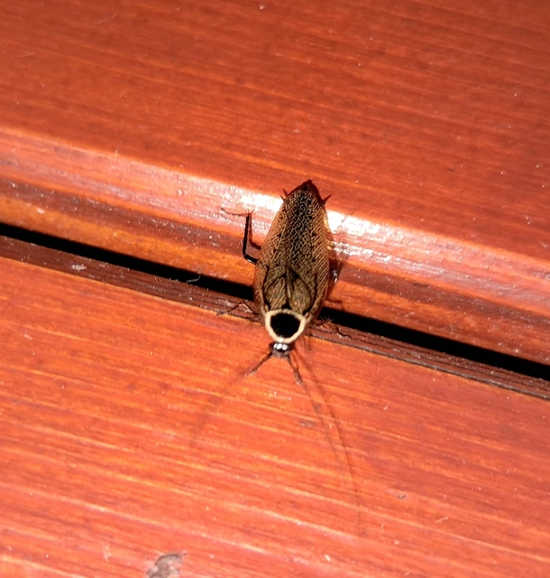 Blattodea - Csótányok