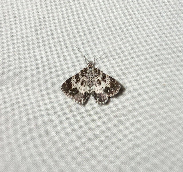 gyászos tarkaaraszoló - Epirrhoe tristata