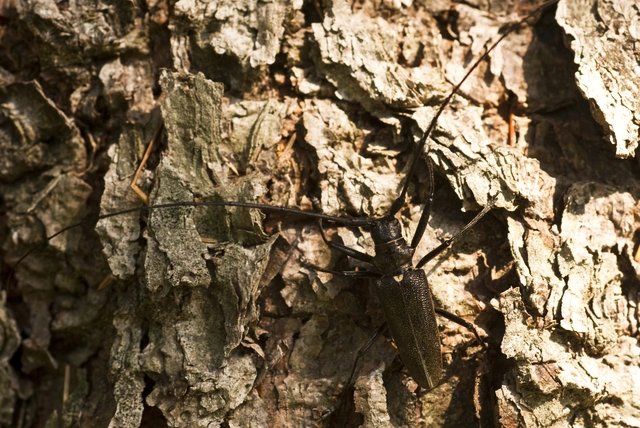 Monochamus sartor - nagy fenyvescincér