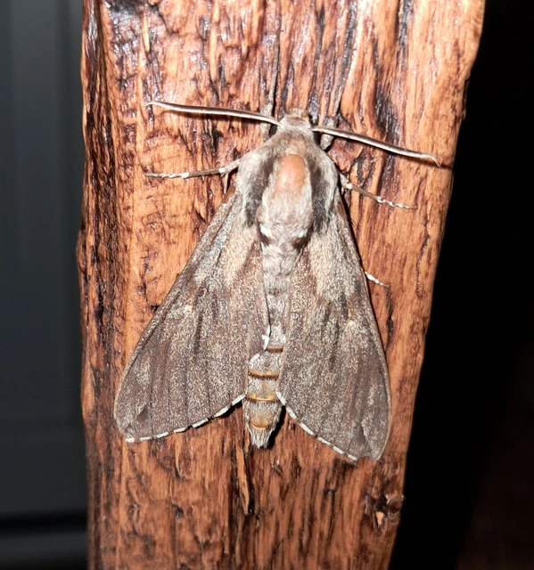 Hyloicus pinastri - fenyőszender