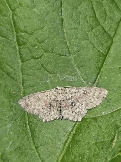 Cyclophora pendularia - fűzfa-pettyesaraszoló