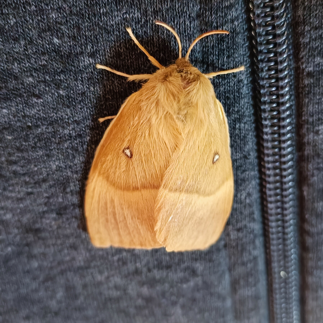 Lasiocampa quercus - tölgyfaszövő
